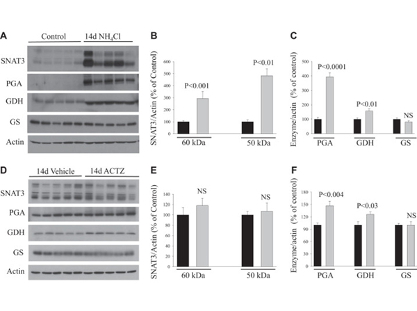 Western Blot using Glutamate Dehydrogenase